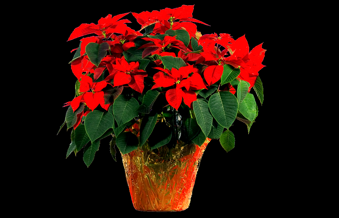 Virtual Poinsettia